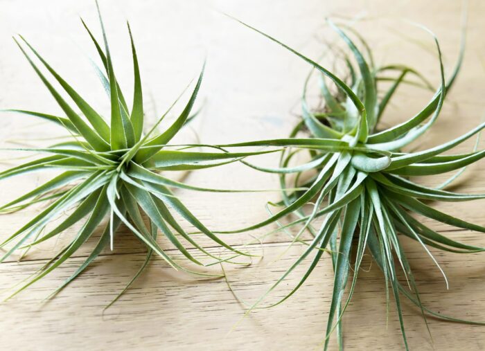Tillandsia Gardneri – Large Air Plant - Image 4