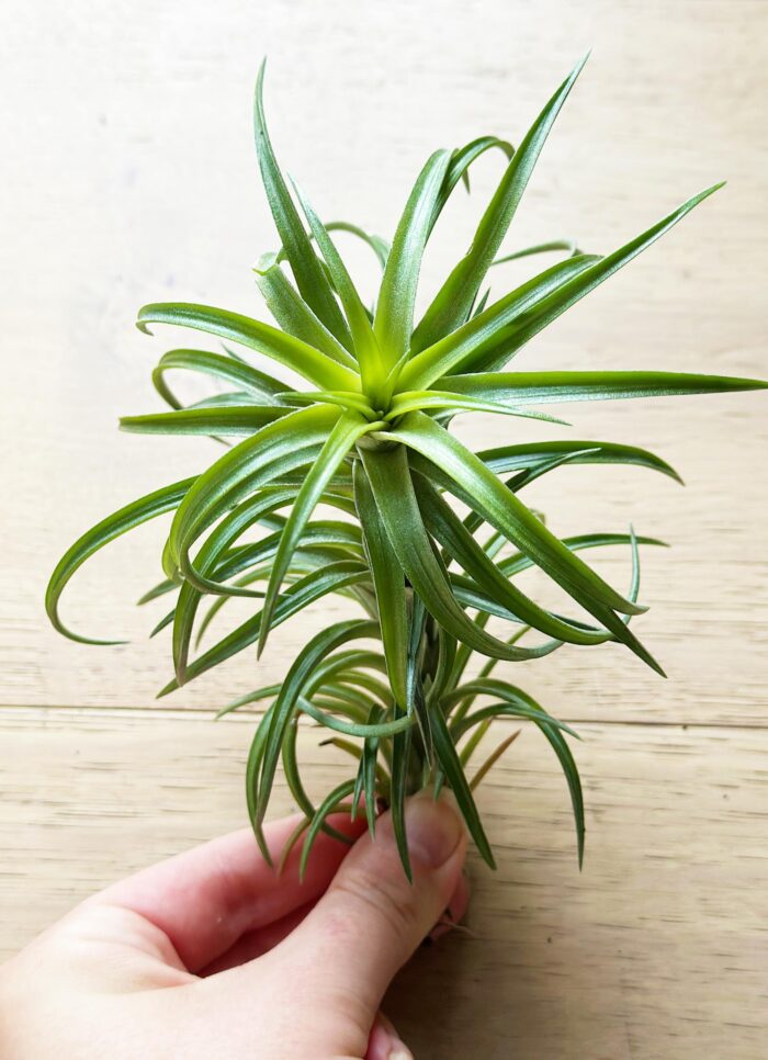 Tillandsia Neglecta – Large Air Plant