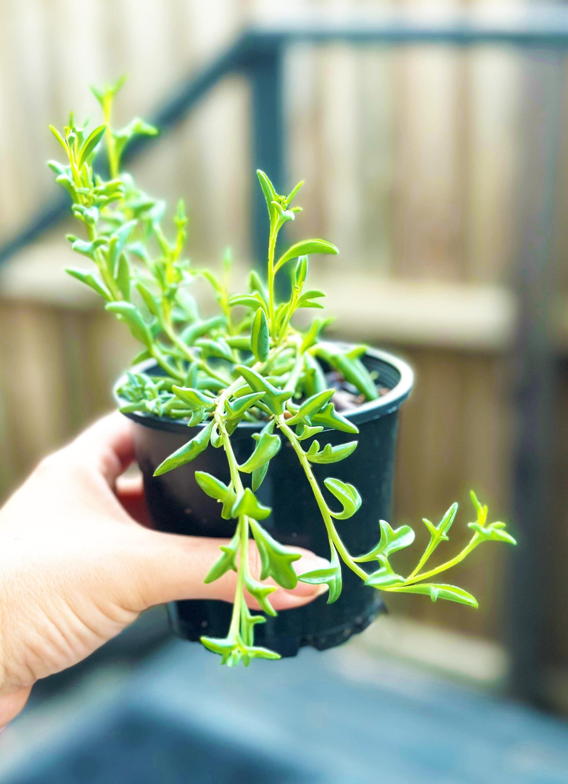 String of Dolphins, Senecio Peregrinus – 10cm Potted Plant - Image 3