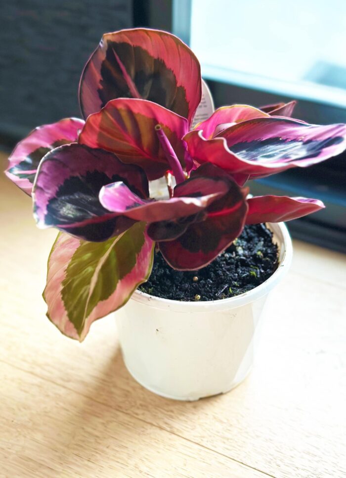 Calathea 'Red Mojo' – 13cm Potted Plant - Image 2
