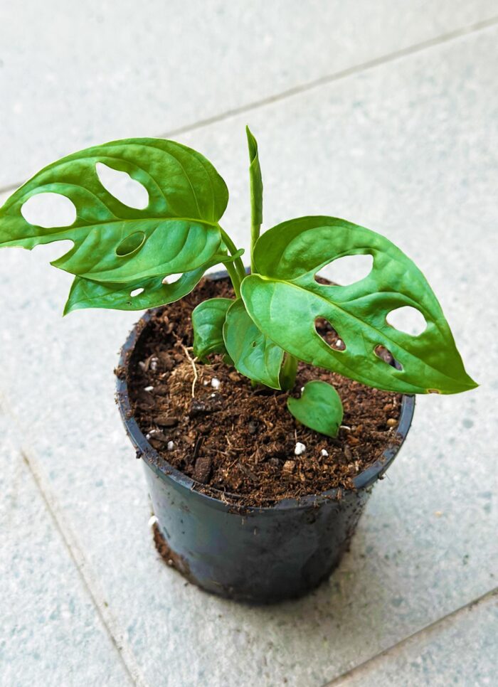 Monstera Adansonii – 10cm Potted Plant