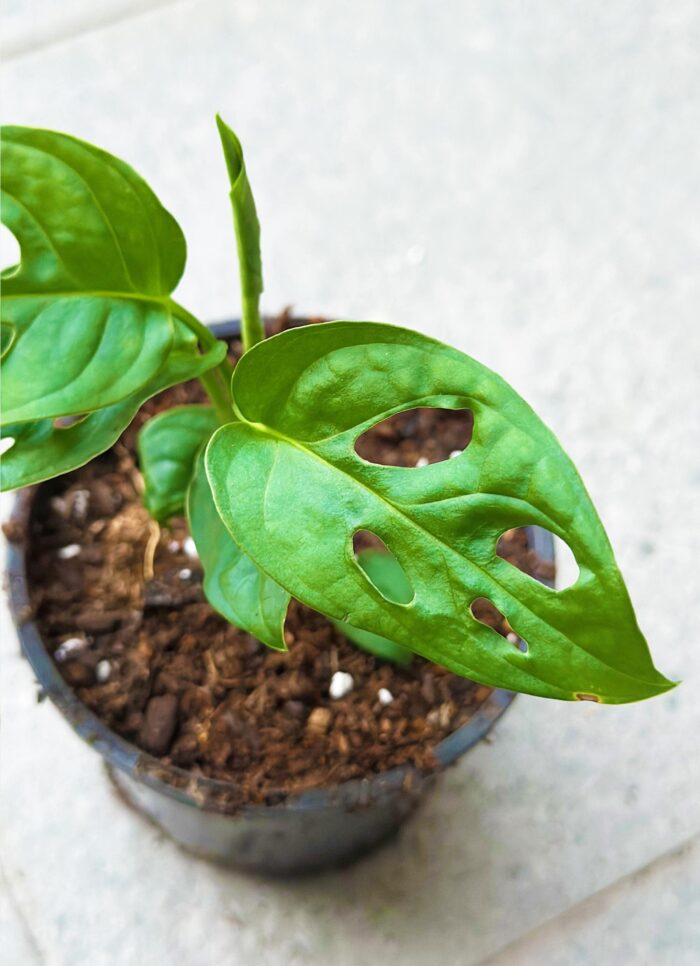 Monstera Adansonii – 10cm Potted Plant - Image 3