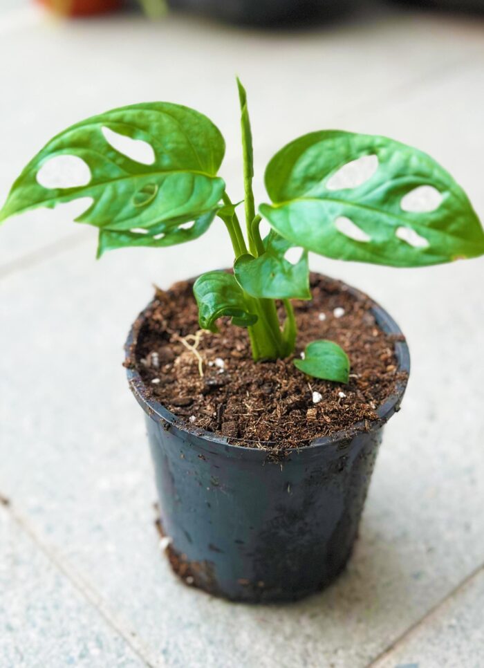 Monstera Adansonii – 10cm Potted Plant - Image 2