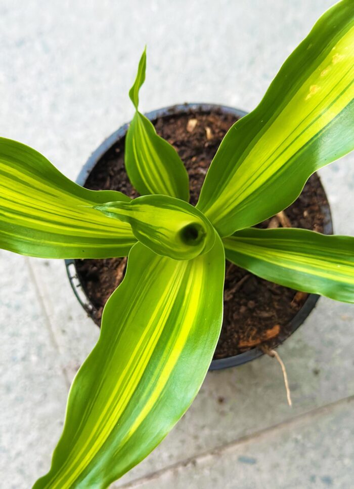 Happy Plant (Dracaena Fragrans 'Massangeana') – 10cm Potted Plant