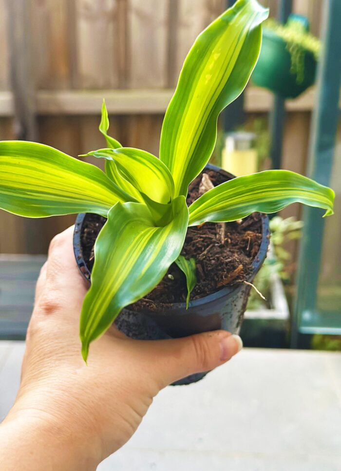 Happy Plant (Dracaena Fragrans 'Massangeana') – 10cm Potted Plant - Image 4