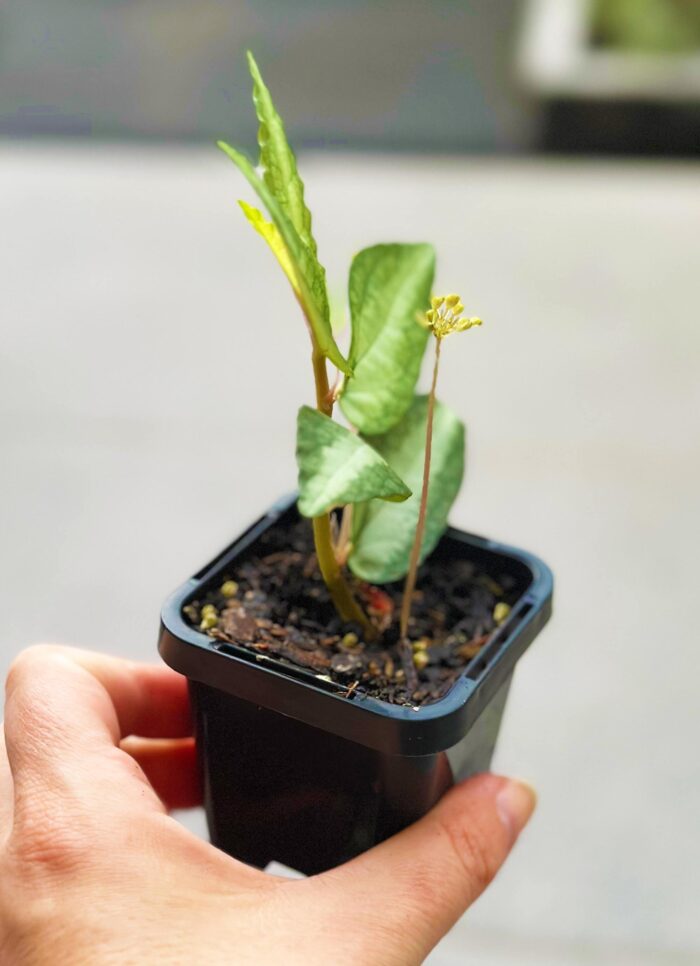 Pellionia Repens, Watermelon Begonia – 7cm Potted Plant - Image 3