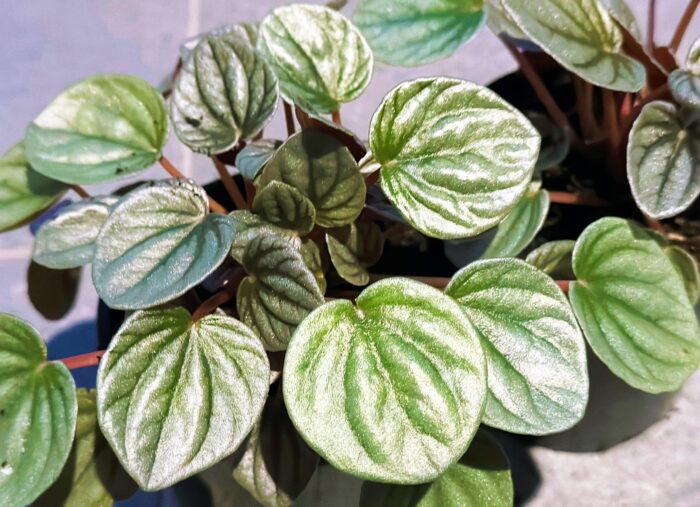 Peperomia Frosty – 10cm Potted Indoor Plant - Image 2