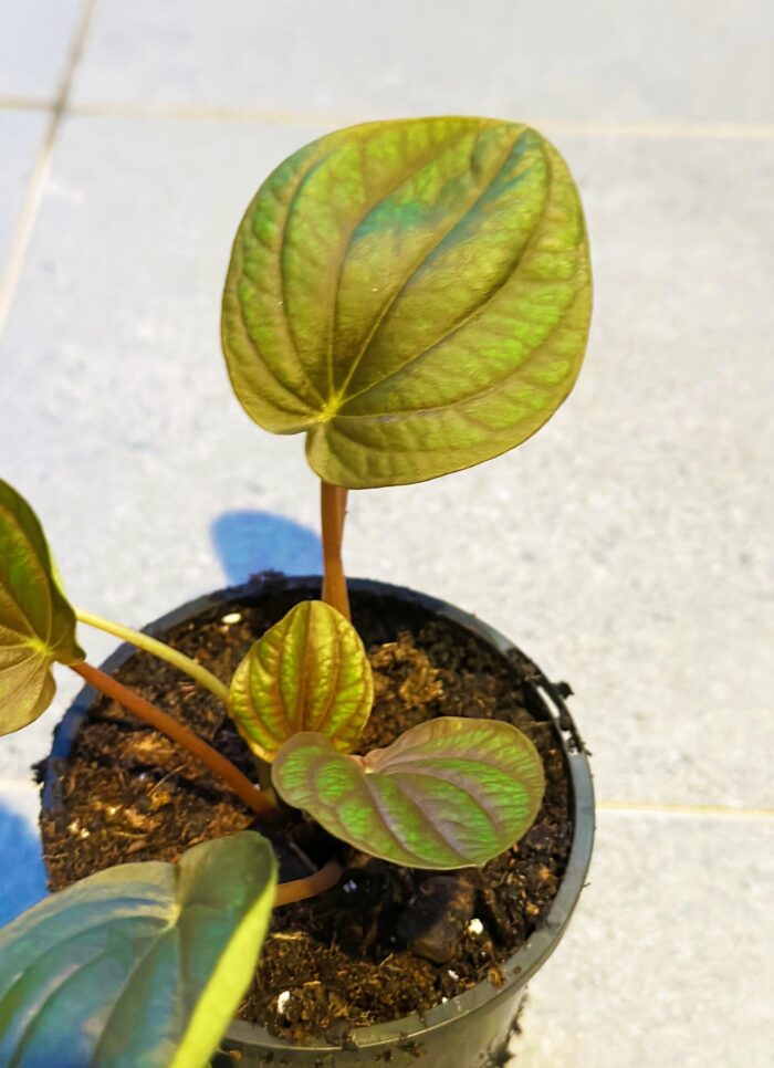 Peperomia Incan Hybrid – 10cm Potted Indoor Plant - Image 2