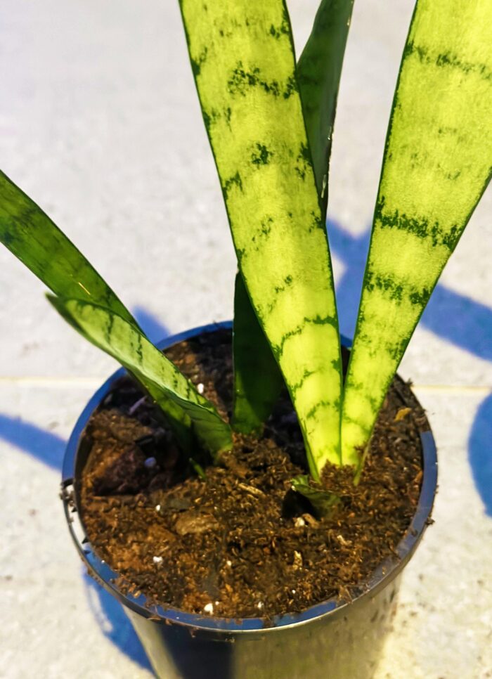 Sansevieria Trifasciata 'Silver Princess' Snake Plant, Mother-in-Law’s Tongue – 10cm Potted Plant - Image 5