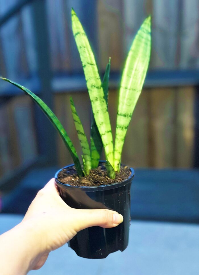 Sansevieria Trifasciata 'Silver Princess' Snake Plant, Mother-in-Law’s Tongue – 10cm Potted Plant - Image 2
