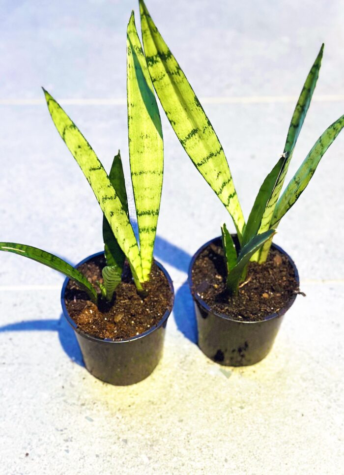 Sansevieria Trifasciata 'Silver Princess' Snake Plant, Mother-in-Law’s Tongue – 10cm Potted Plant - Image 4