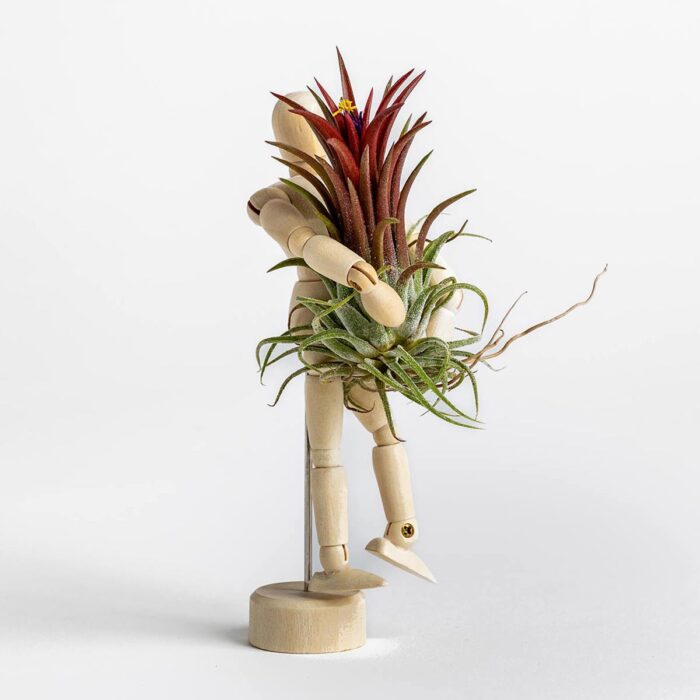 Figure Air Plant Stand