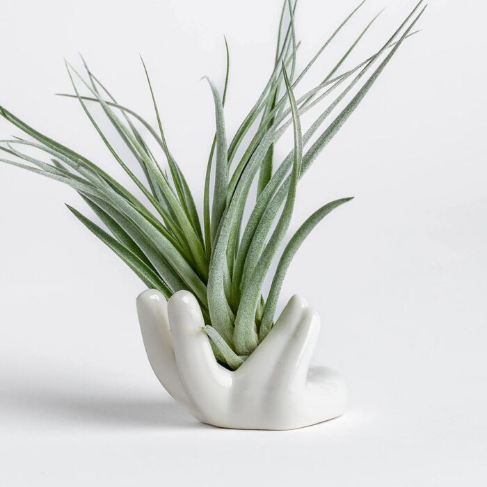 Hand Air Plant Stand