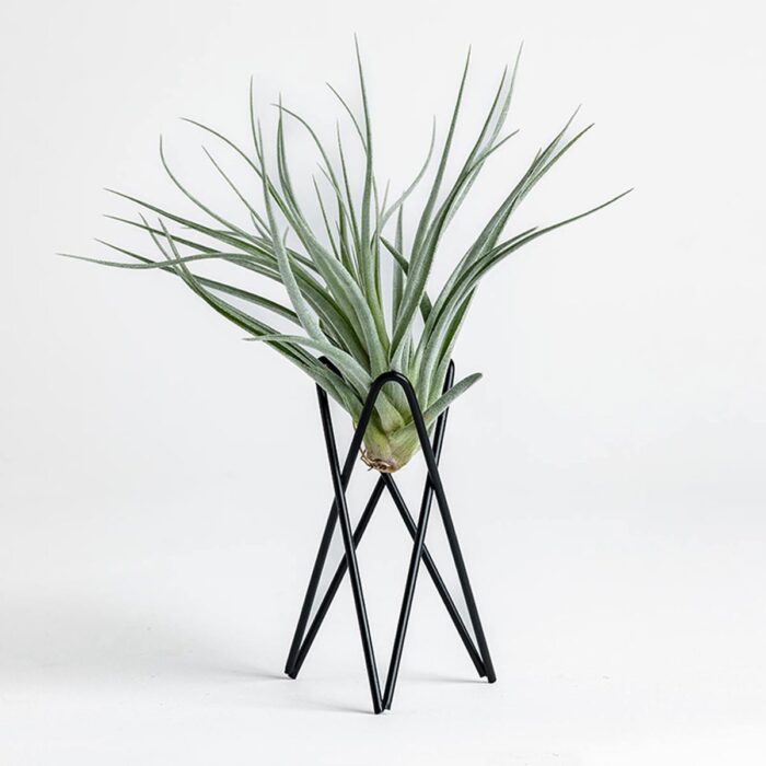 Wire Air Plant Stand – Black