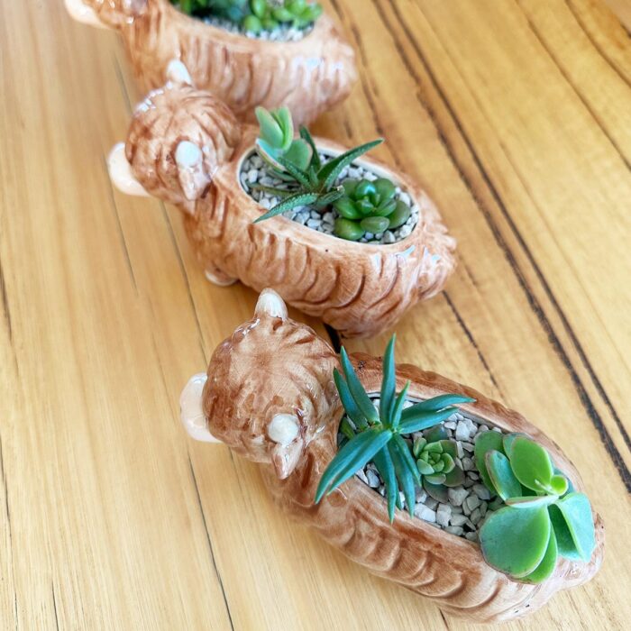 Highland Cow Succulent Arrangement - Image 6