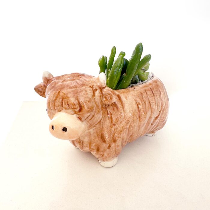 Highland Cow Succulent Arrangement - Image 4