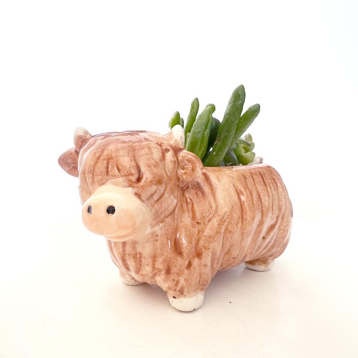 Highland Cow Succulent Arrangement - Image 2