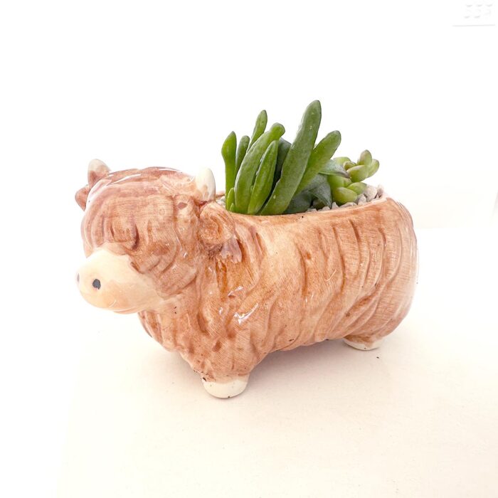 Highland Cow Succulent Arrangement - Image 3