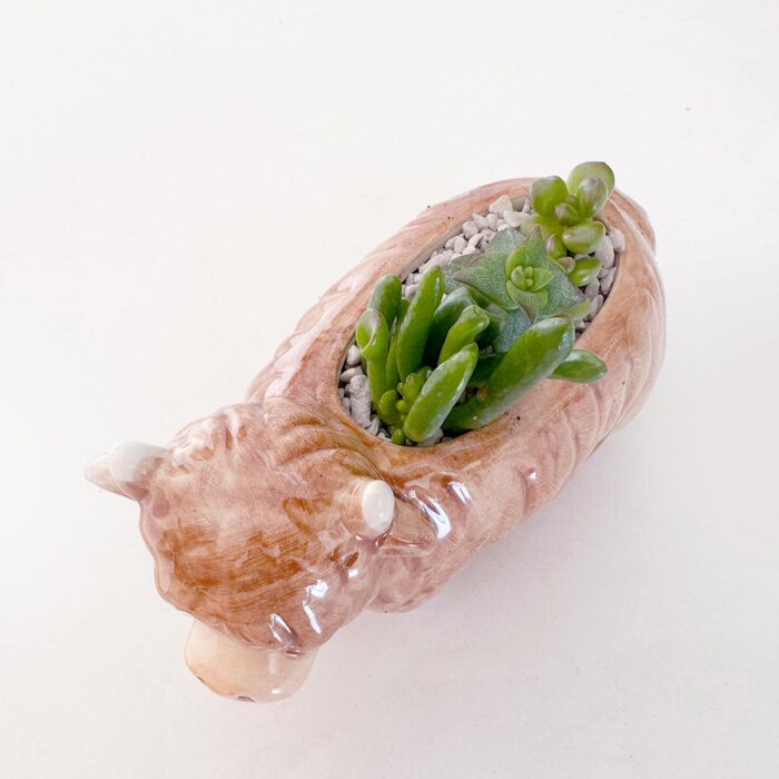 Highland Cow Succulent Arrangement - Image 5