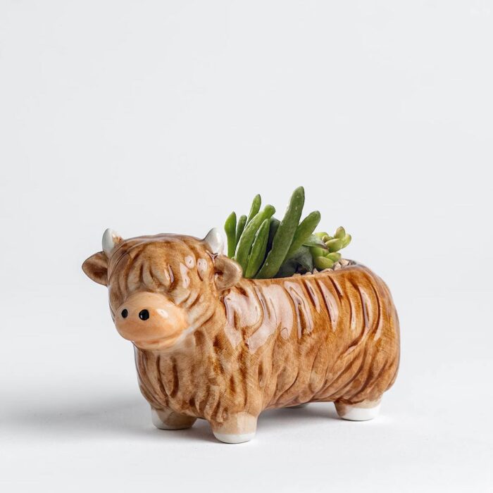 Highland Cow Succulent Arrangement