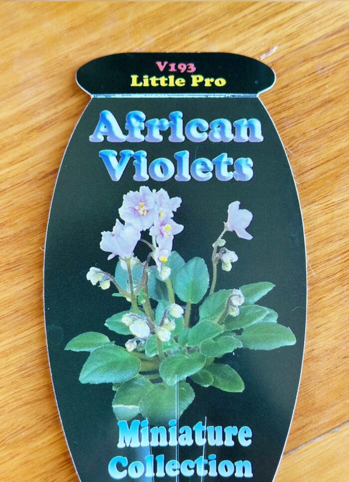 Little Pro – Mini African Violet – Small Potted Plant - Image 4