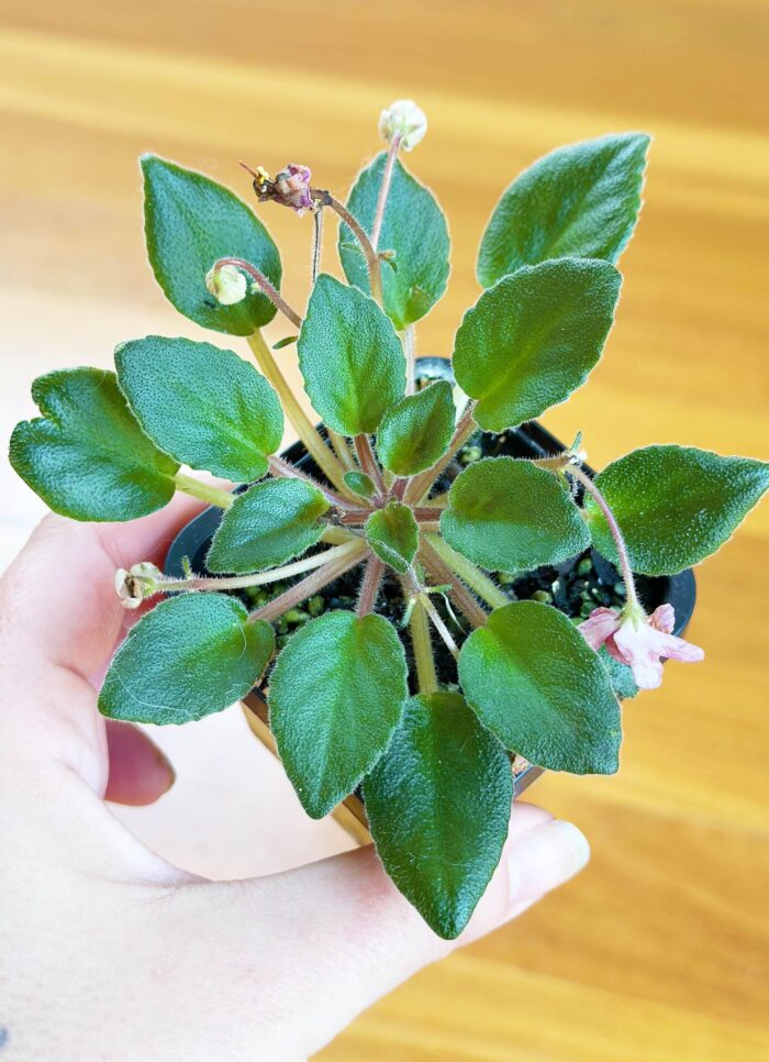 Little Pro – Mini African Violet – Small Potted Plant - Image 2