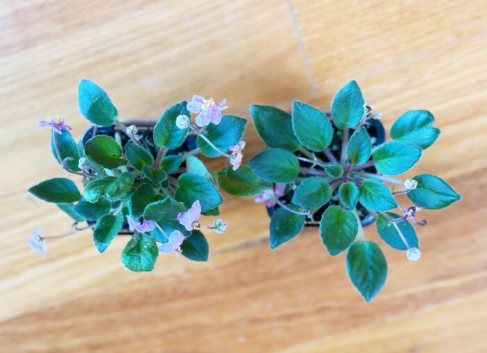 Little Pro – Mini African Violet – Small Potted Plant - Image 3