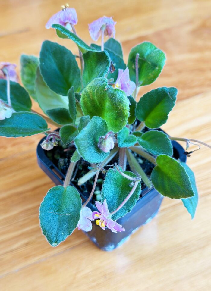 Little Pro – Mini African Violet – Small Potted Plant