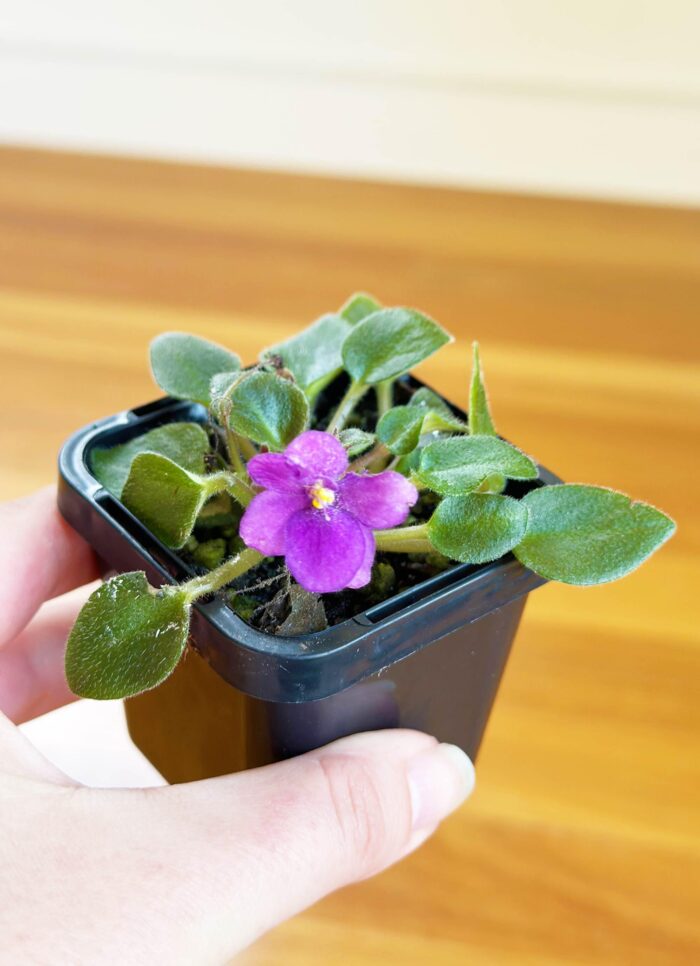 Rob's Penny Ante – Mini African Violet – Small Potted Plant - Image 3