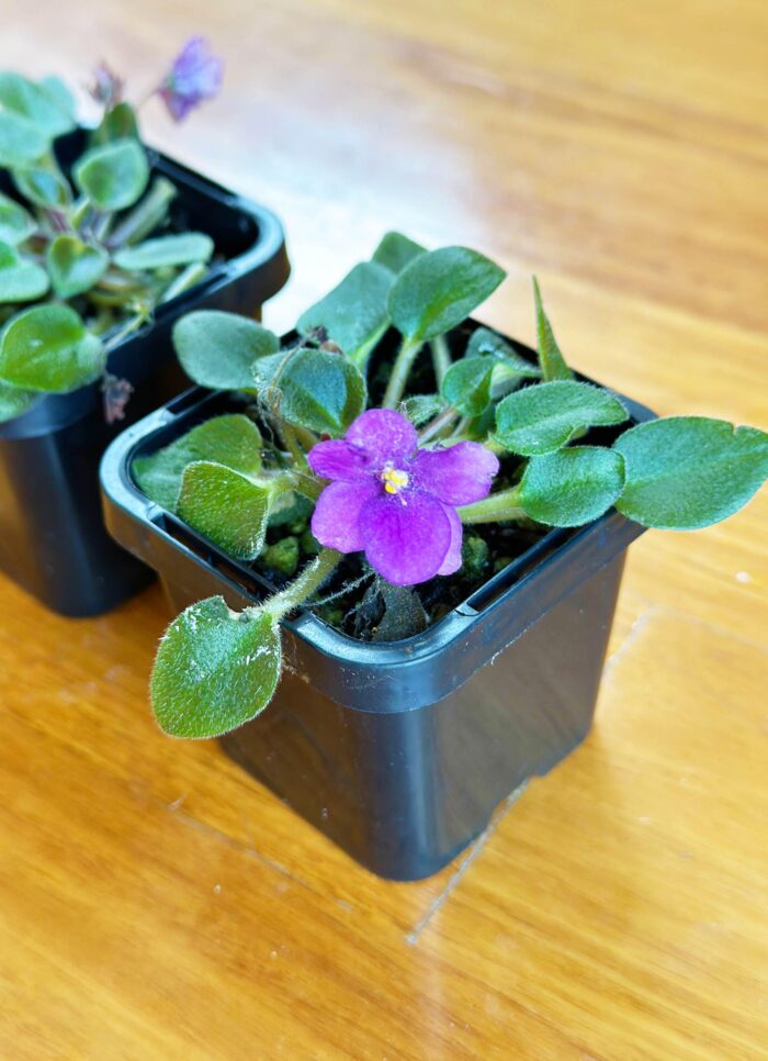 Rob's Penny Ante – Mini African Violet – Small Potted Plant