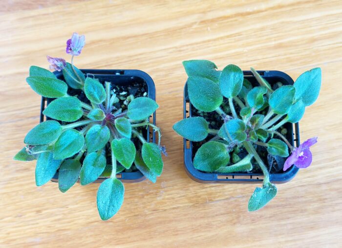 Rob's Penny Ante – Mini African Violet – Small Potted Plant - Image 2
