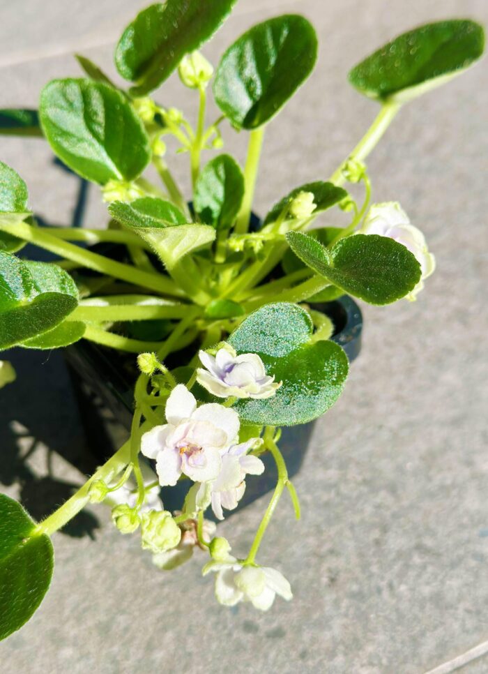 China Doll White – Mini African Violet – Small Potted Plant - Image 3