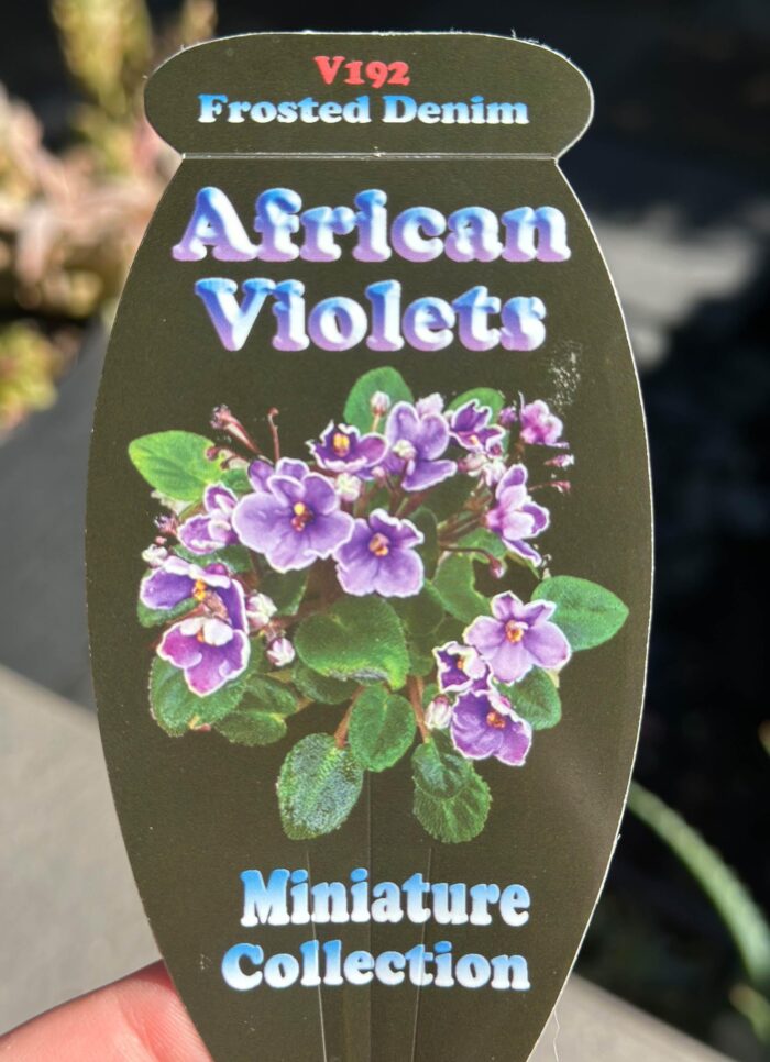 Frosted Denim – Mini African Violet – Small Potted Plant - Image 4