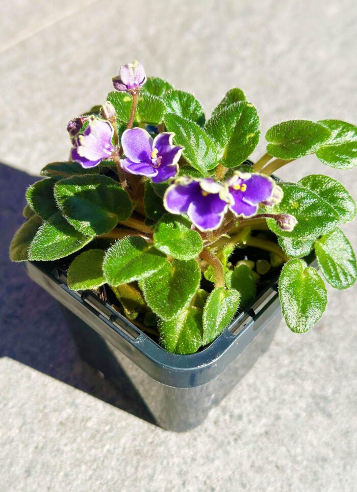 Frosted Denim – Mini African Violet – Small Potted Plant