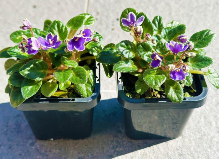Frosted Denim – Mini African Violet – Small Potted Plant - Image 2