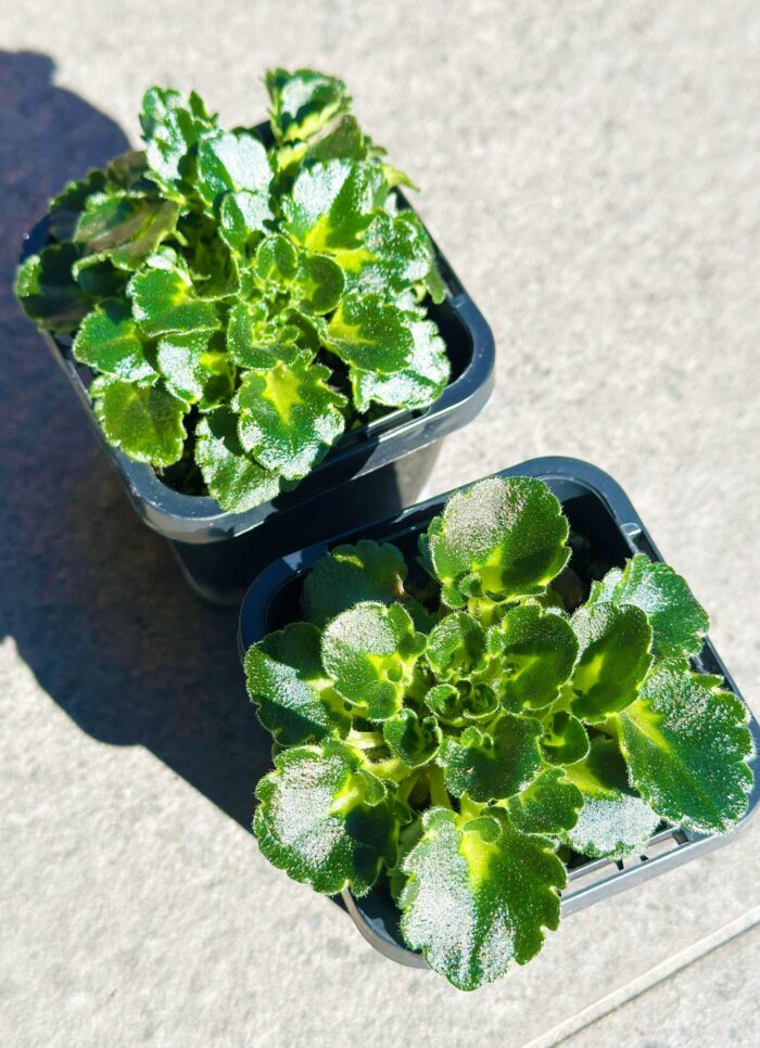 Petite Blarney – Mini African Violet – Small Potted Plant
