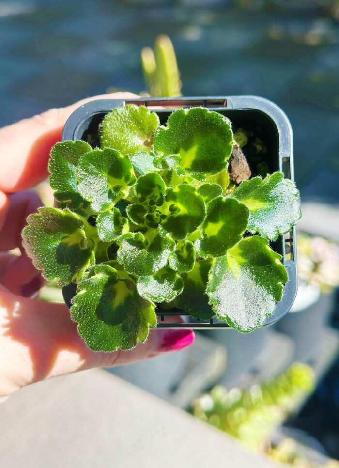Petite Blarney – Mini African Violet – Small Potted Plant - Image 2