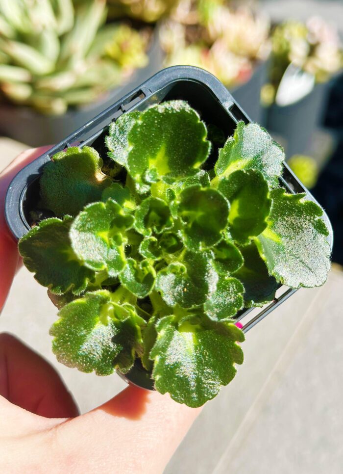 Petite Blarney – Mini African Violet – Small Potted Plant - Image 3
