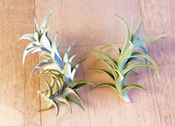 Tillandsia Edithae – Large Air Plant - Image 2