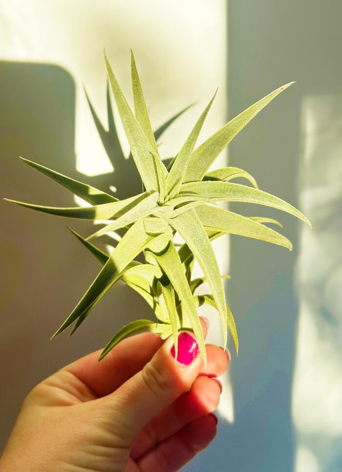 Tillandsia Edithae – Large Air Plant - Image 3