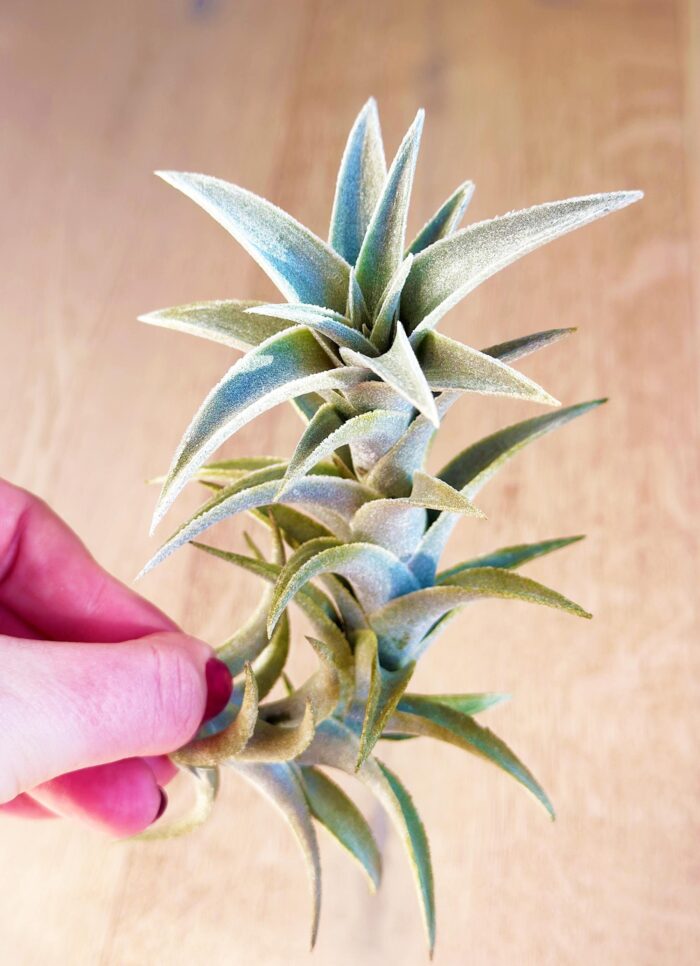 Tillandsia Edithae – Large Air Plant