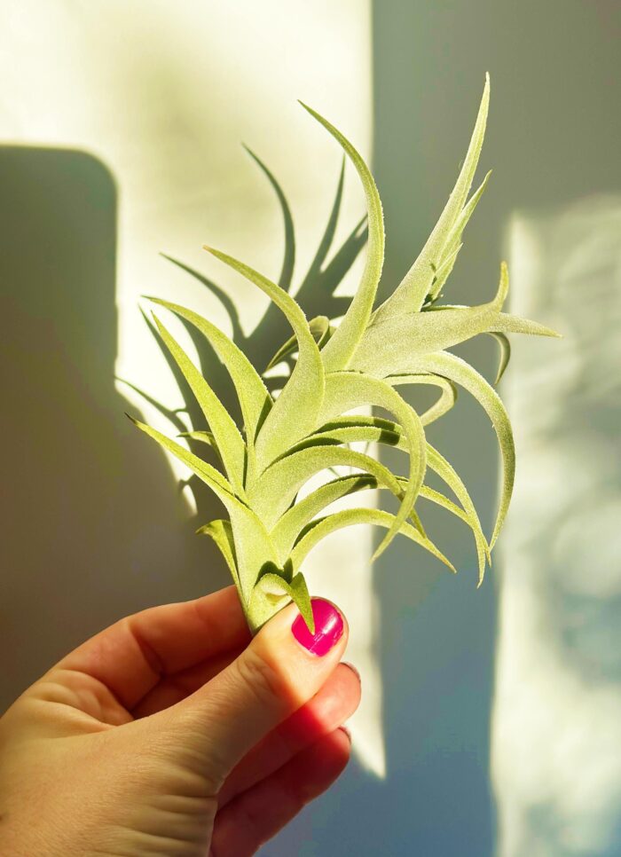 Tillandsia Edithae – Large Air Plant - Image 4