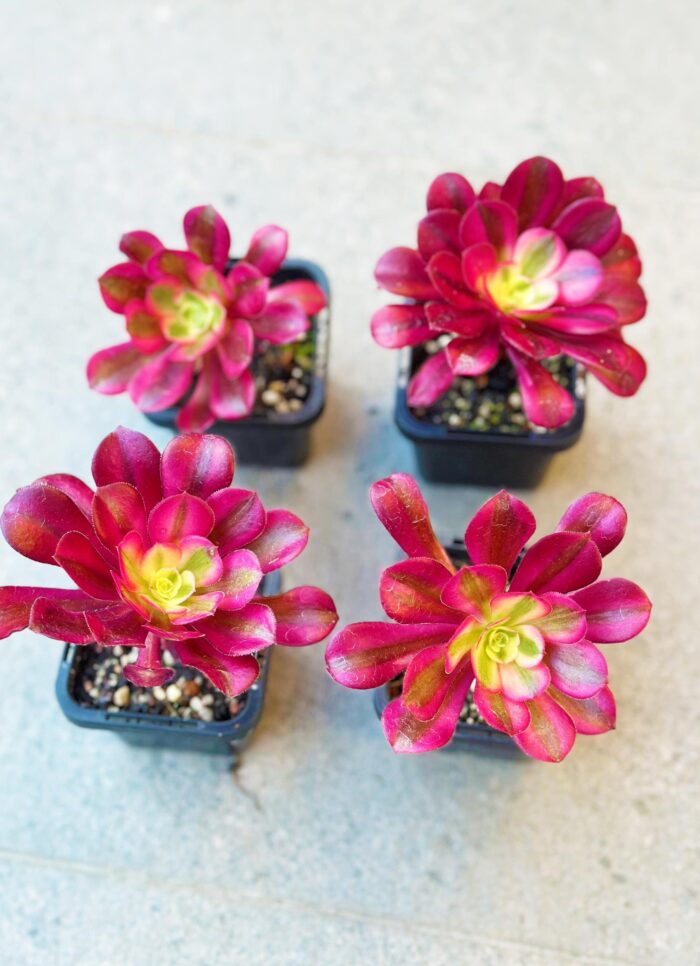 Aeonium Medusa – 7cm Succulent Plant - Image 2