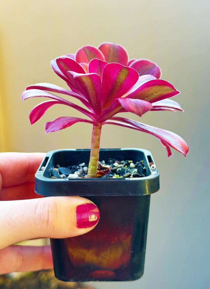 Aeonium Medusa – 7cm Succulent Plant - Image 4