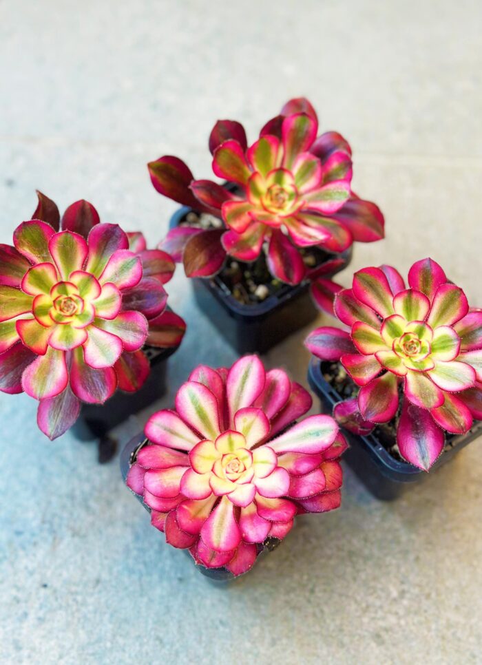 Aeonium Chanel – 7cm Succulent Plant - Image 2