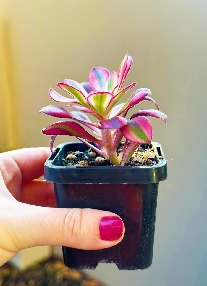 Aeonium Chanel – 7cm Succulent Plant - Image 3