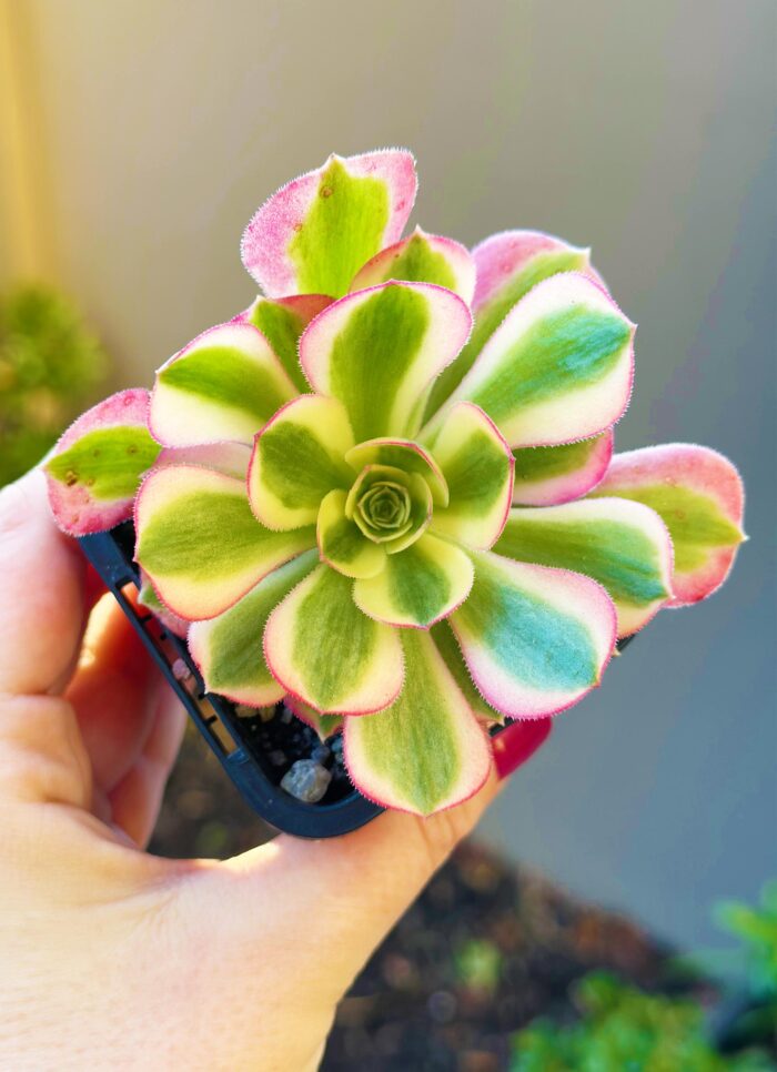 Aeonium Pink Witch – 7cm Succulent Plant - Image 3