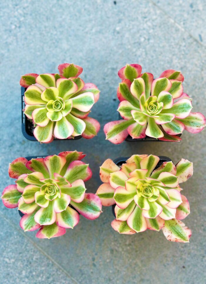 Aeonium Pink Witch – 7cm Succulent Plant - Image 5