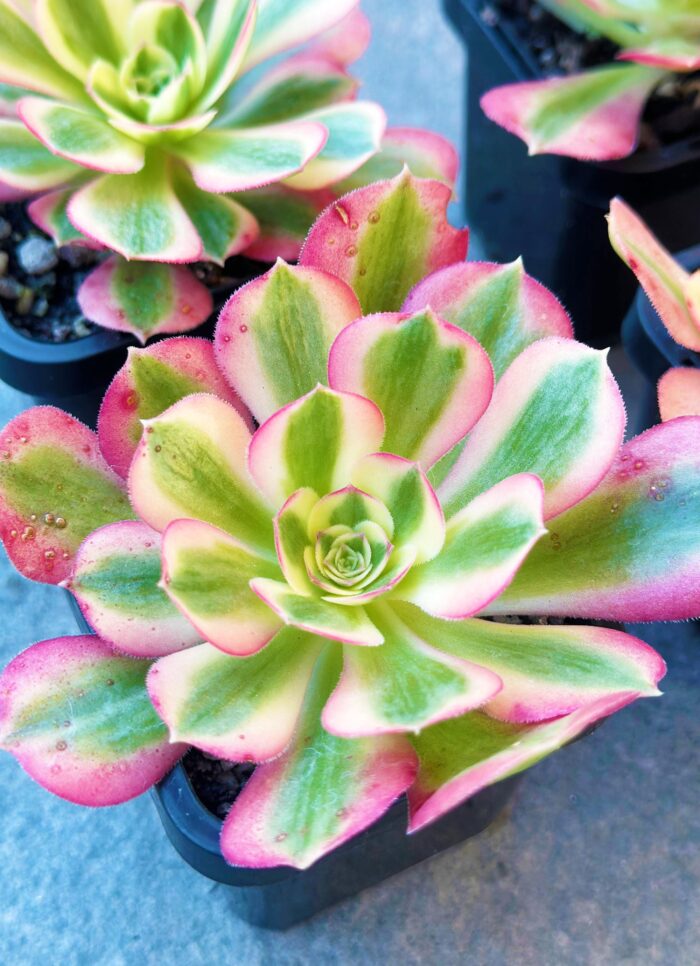 Aeonium Pink Witch – 7cm Succulent Plant