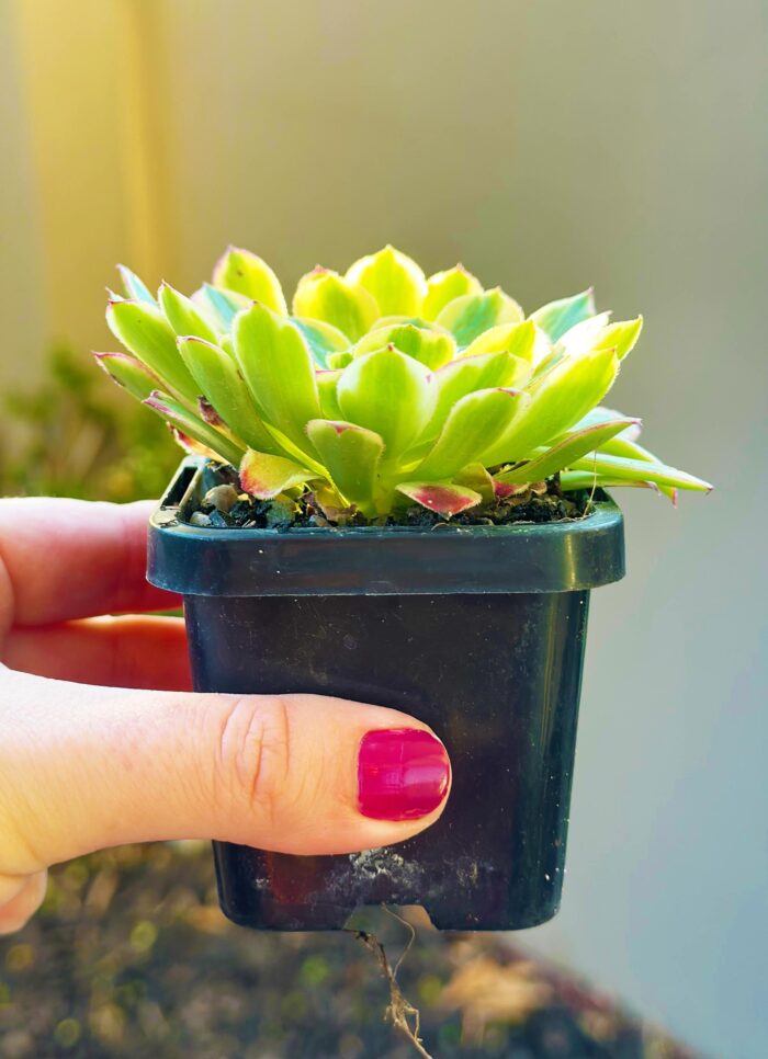 Aeonium Sunrise – 7cm Succulent Plant - Image 3